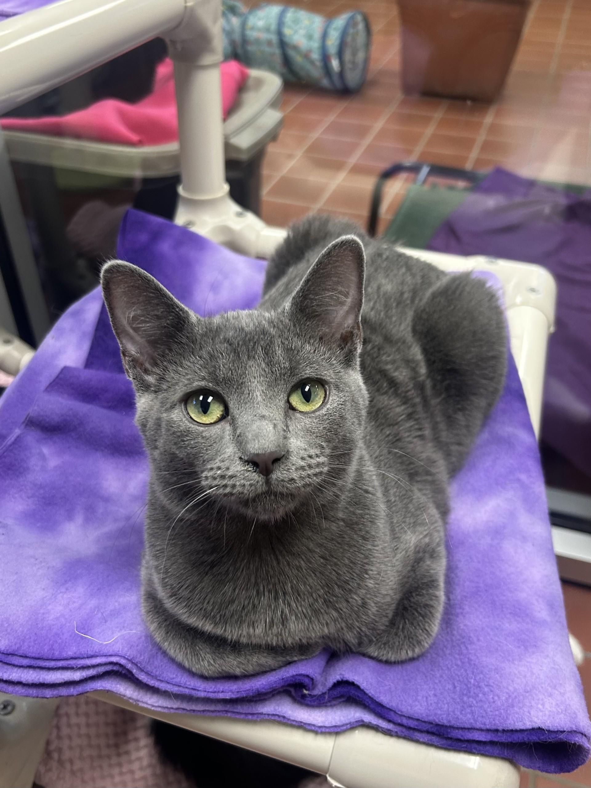 Enlarge Perry, a Adoptable Domestic Short Hair in Battle Creek, MI image 2/5