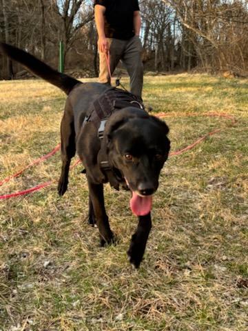 Enlarge Selene, a Adoptable Black Labrador Retriever in Annandale, VA image 2/3