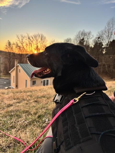 Enlarge Selene, a Adoptable Black Labrador Retriever in Annandale, VA image 1/3