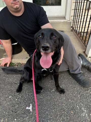 Enlarge Selene, a Adoptable Black Labrador Retriever in Annandale, VA image 3/3