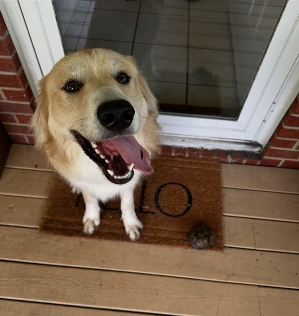 Enlarge Orvis, a ADOPTABLE mixed breed in Sherman, CT image 3/4