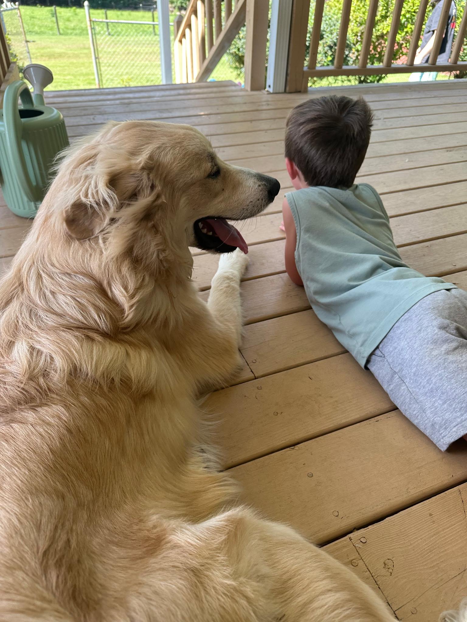 Enlarge Orvis, a ADOPTABLE mixed breed in Sherman, CT image 4/4