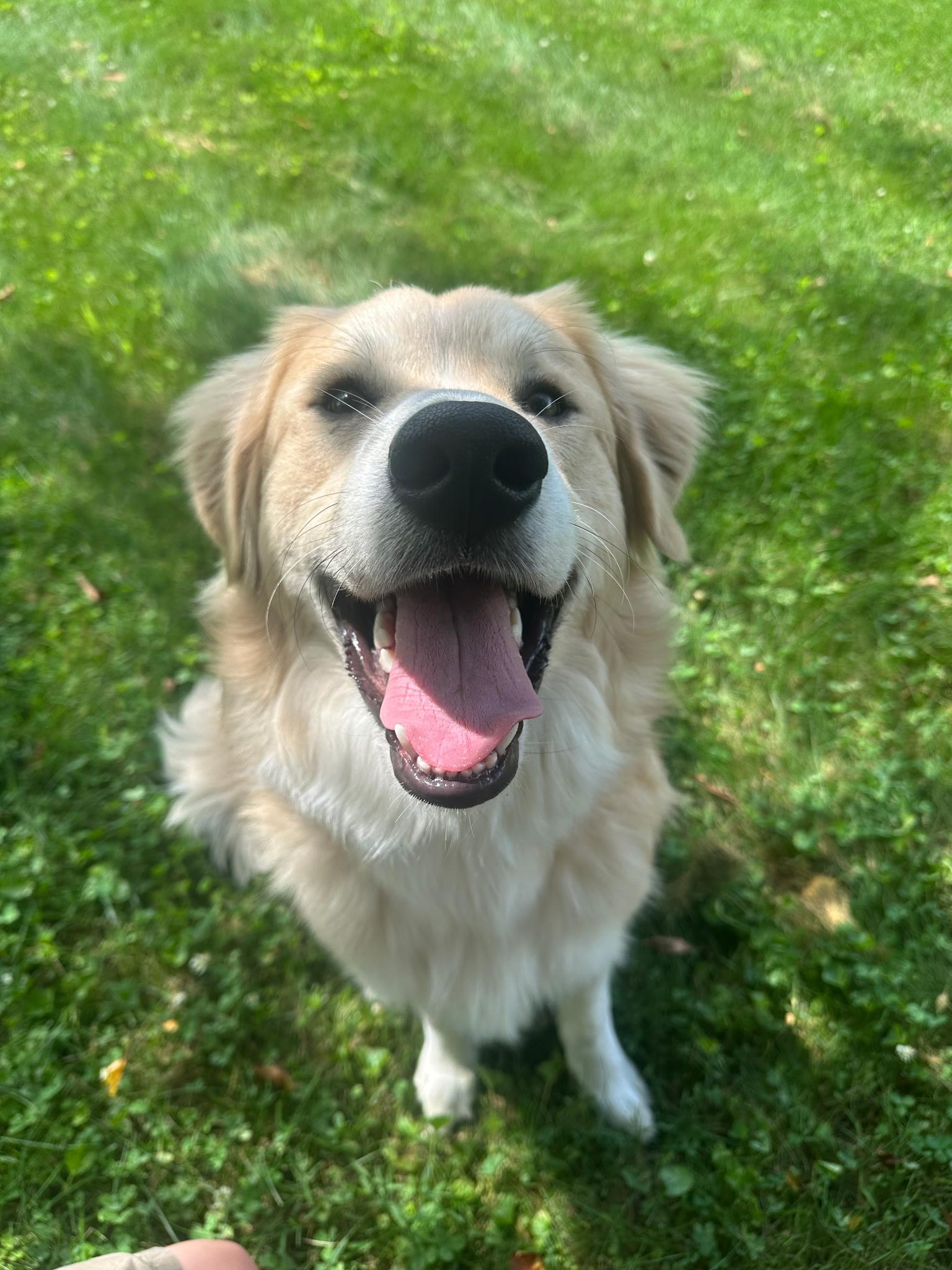 Enlarge Orvis, a ADOPTABLE mixed breed in Sherman, CT image 1/4