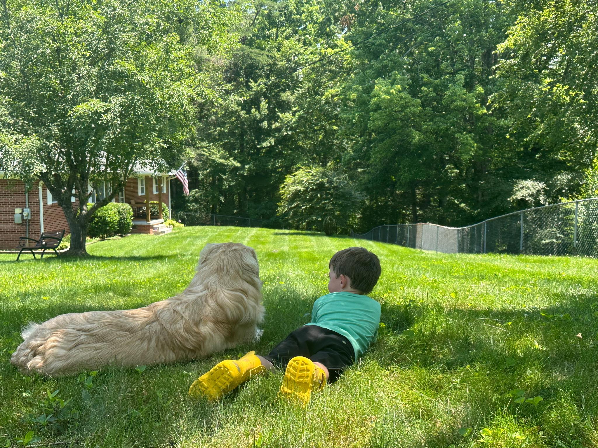 Enlarge Orvis, a ADOPTABLE mixed breed in Sherman, CT image 2/4