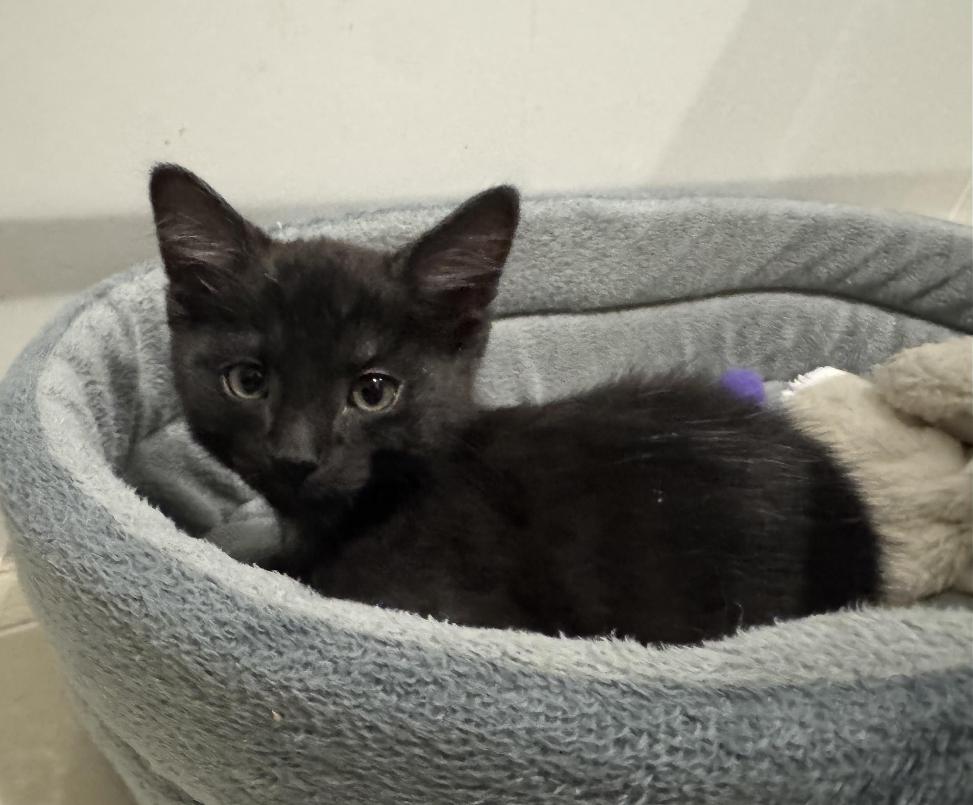 JT, Adoptable, Kitten Male Domestic Medium Hair.