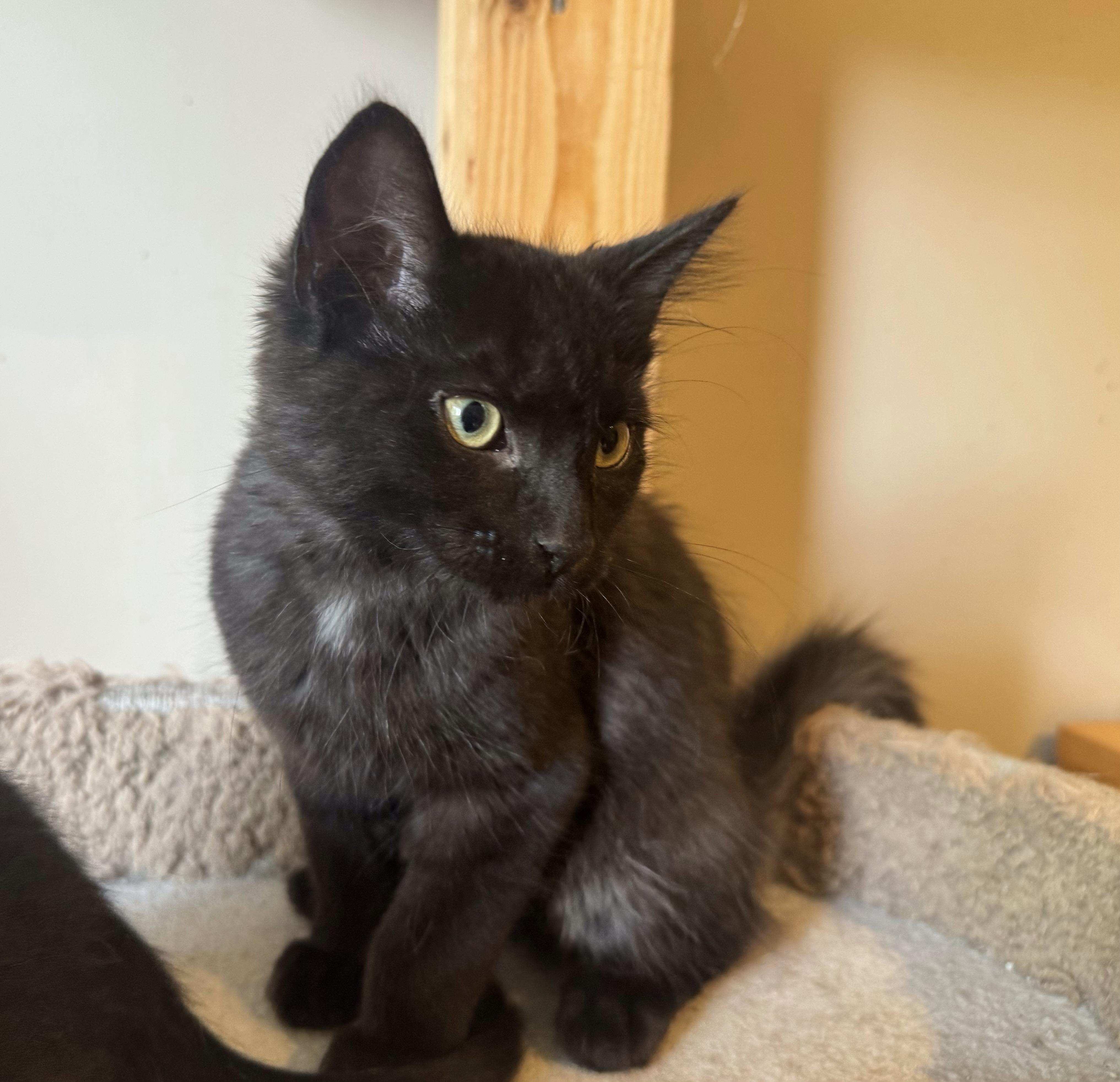 Enlarge JT, a Adoptable Domestic Medium Hair in Pickering, ON image 2/2