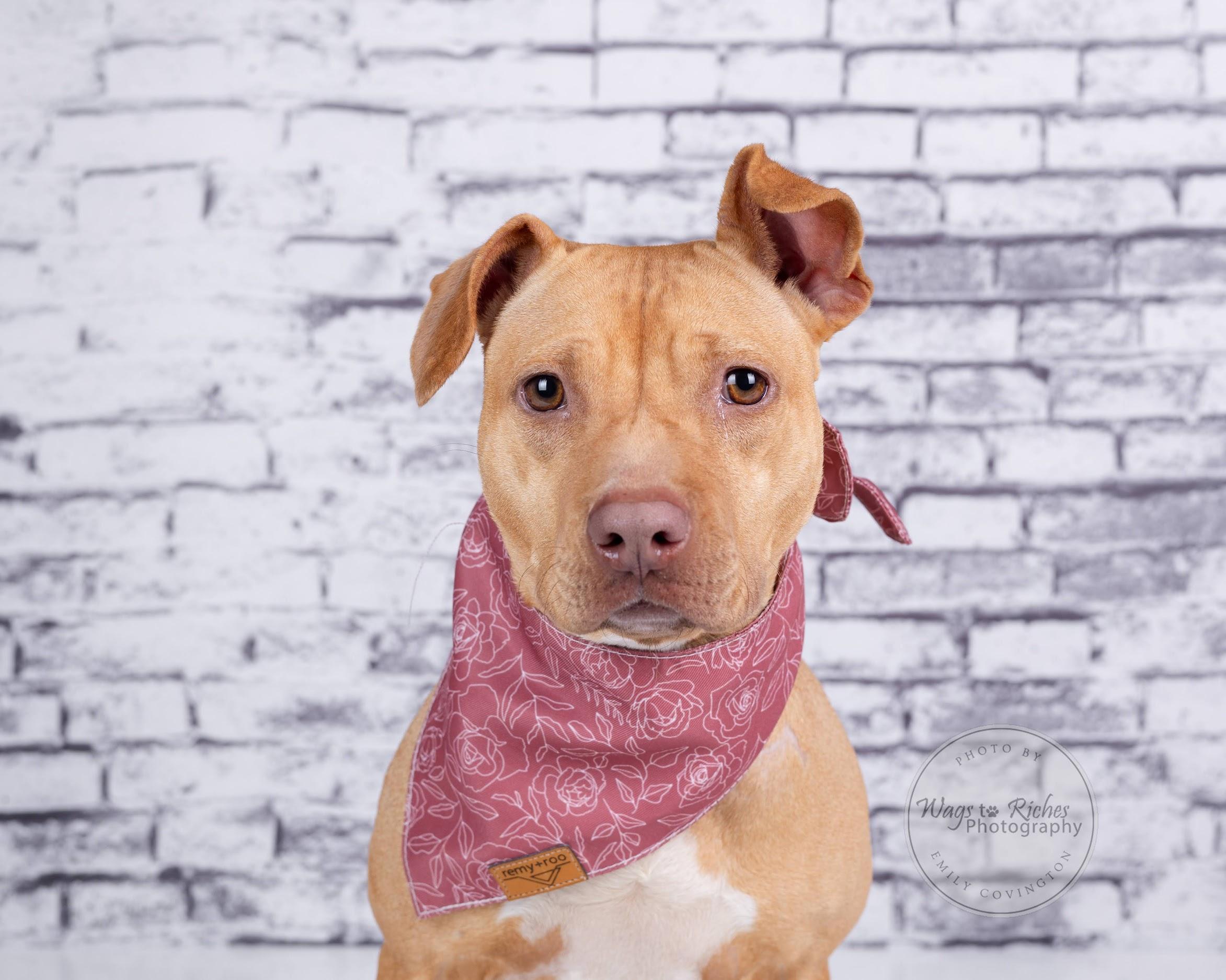 Enlarge Boo Pup, a Adoptable Terrier in Carlisle, PA image 1/6