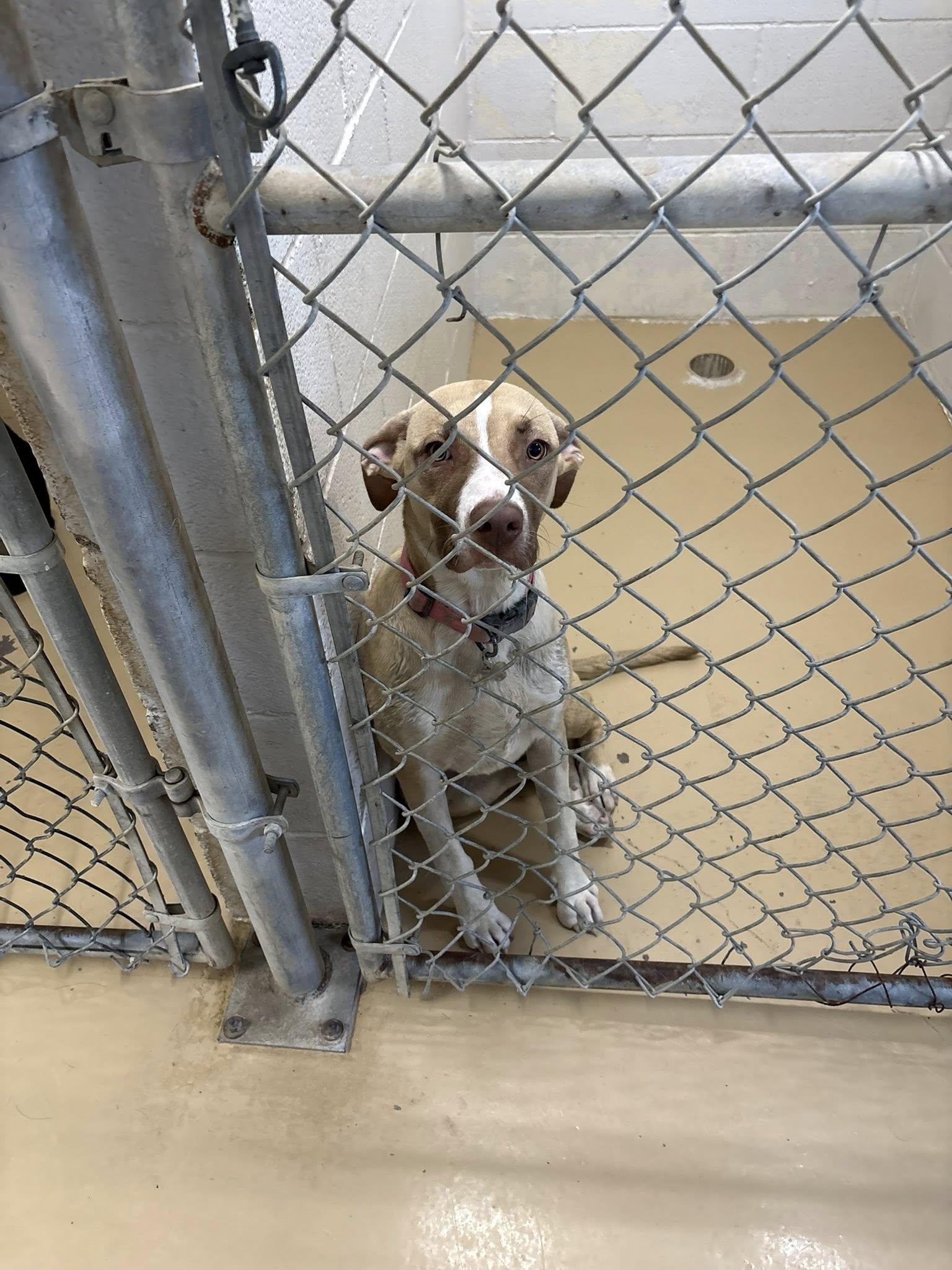 Enlarge Luna, a ADOPTABLE Mixed Breed in Clyde, TX image 1/1