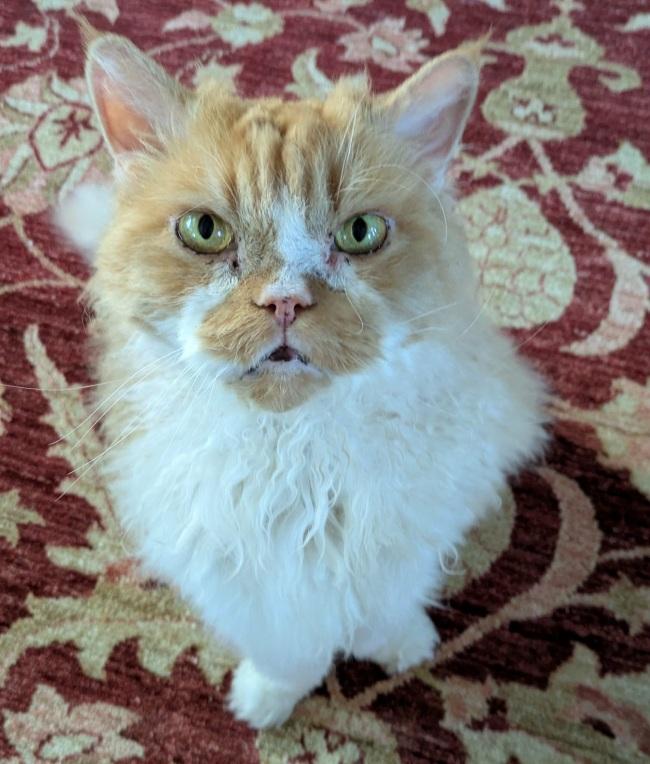 GIOVANNI, ADOPTABLE, Adult Male Selkirk Rex.