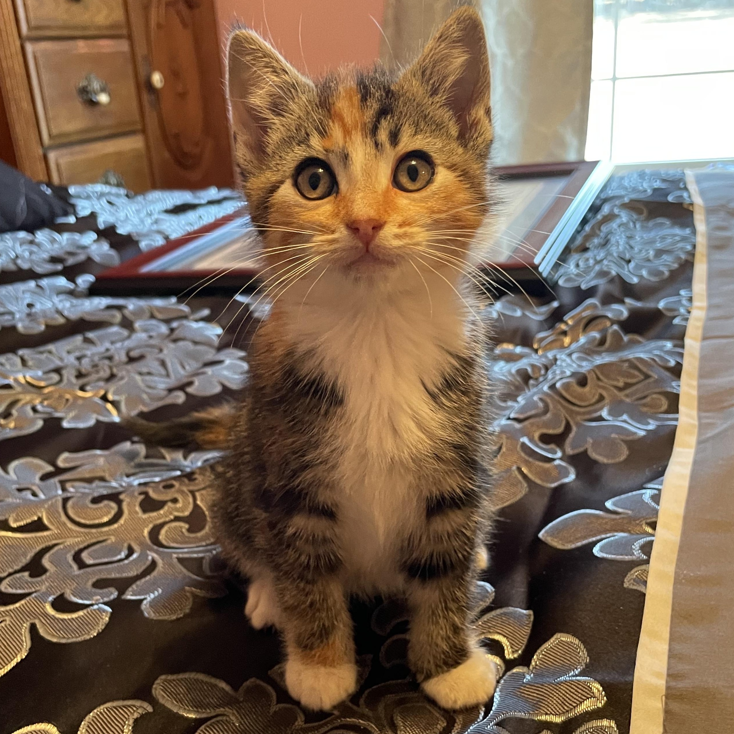 Lexus, adopted, Kitten Female Calico.