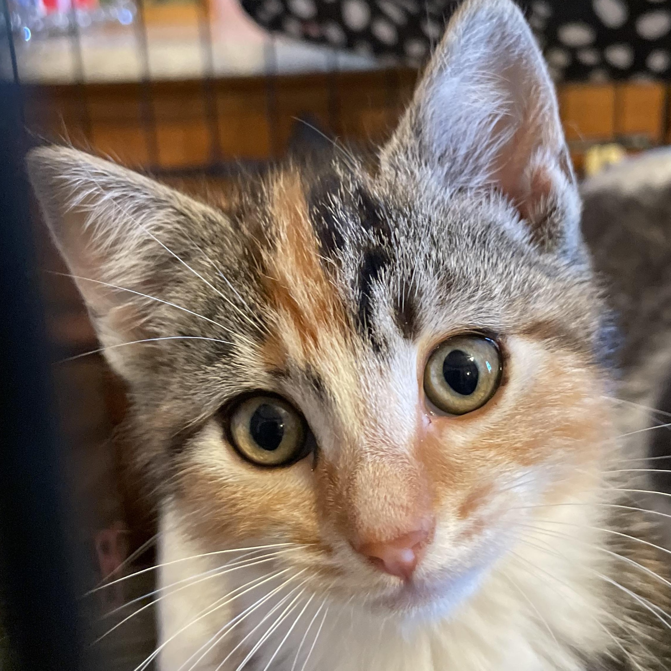 Lexus, an adopted Calico in Florala, AL image 3/3