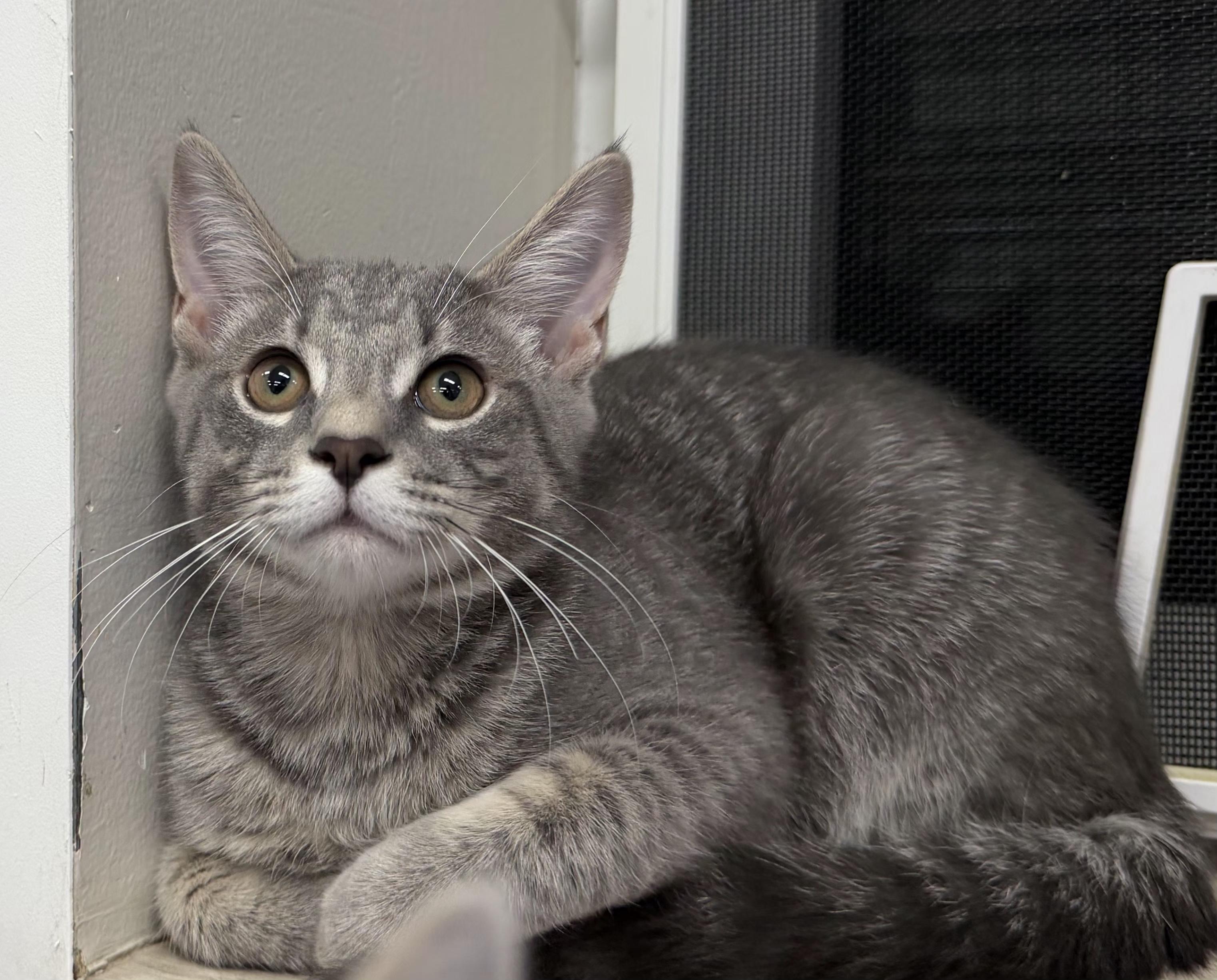 Enlarge Haru, an adopted Domestic Short Hair in Dunkirk, NY image 2/3