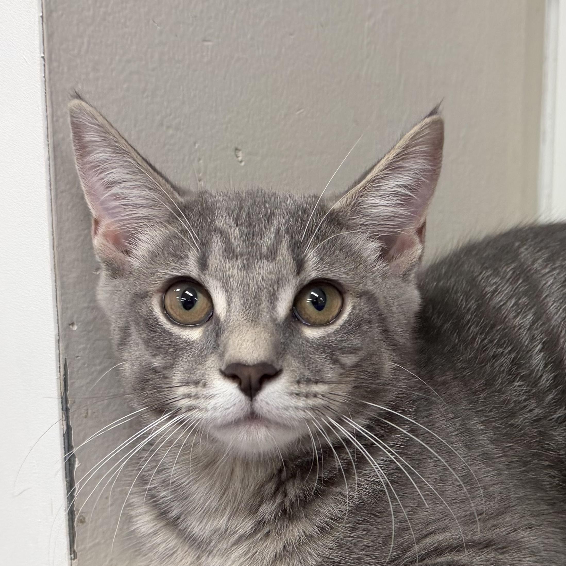 Haru, adopted, Young Male Domestic Short Hair.