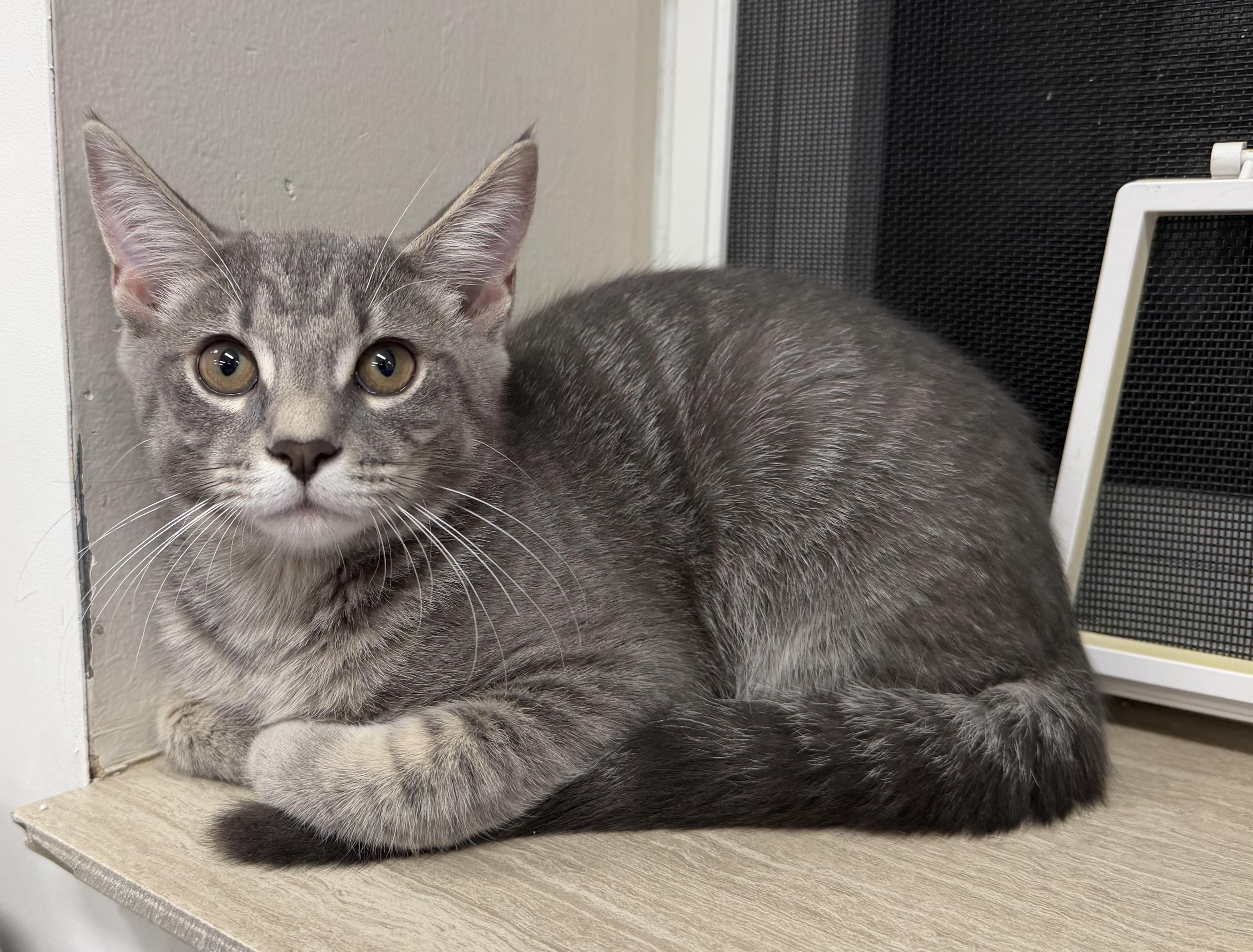 Enlarge Haru, an adopted Domestic Short Hair in Dunkirk, NY image 3/3