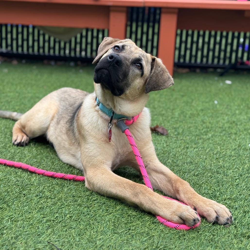 Enlarge Savanna, a Adoptable Mixed Breed in Washington Township, OH image 1/3