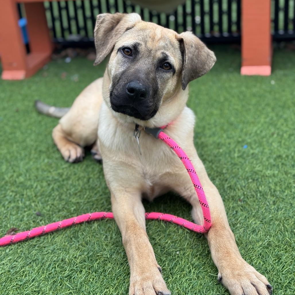 Enlarge Savanna, a Adoptable Mixed Breed in Washington Township, OH image 2/3