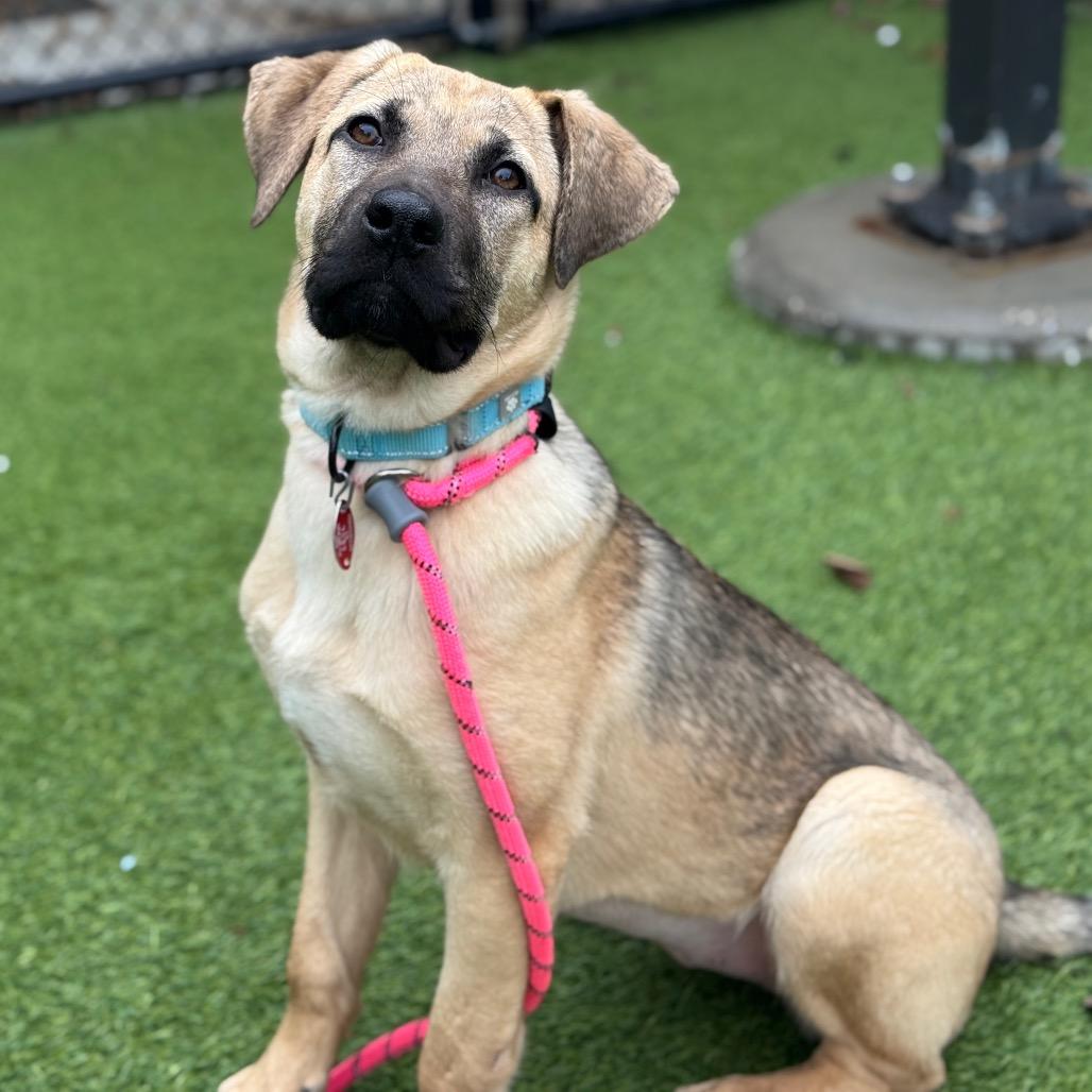 Enlarge Savanna, a Adoptable Mixed Breed in Washington Township, OH image 3/3