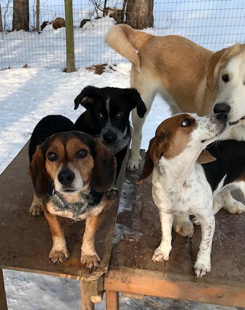 Enlarge Lenny, an adopted Beagle in Honeoye Falls, NY image 2/2