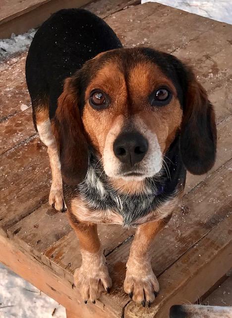 Lenny, adopted, Young Male Beagle.