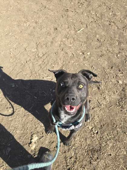 Enlarge Chewbarka, a ADOPTABLE American Staffordshire Terrier in Canon City, CO image 1/1