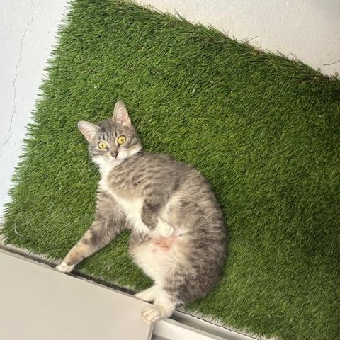 Enlarge Hershey , a ADOPTABLE Domestic Short Hair in Caledon, ON image 4/5