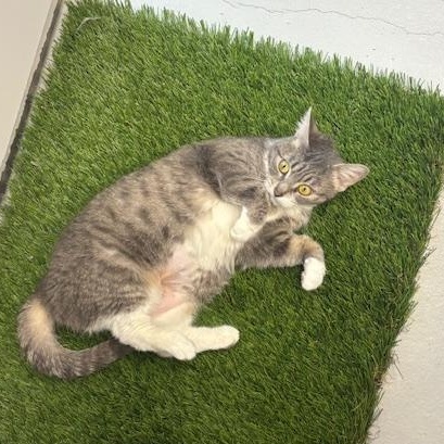 Enlarge Hershey , a ADOPTABLE Domestic Short Hair in Caledon, ON image 1/5