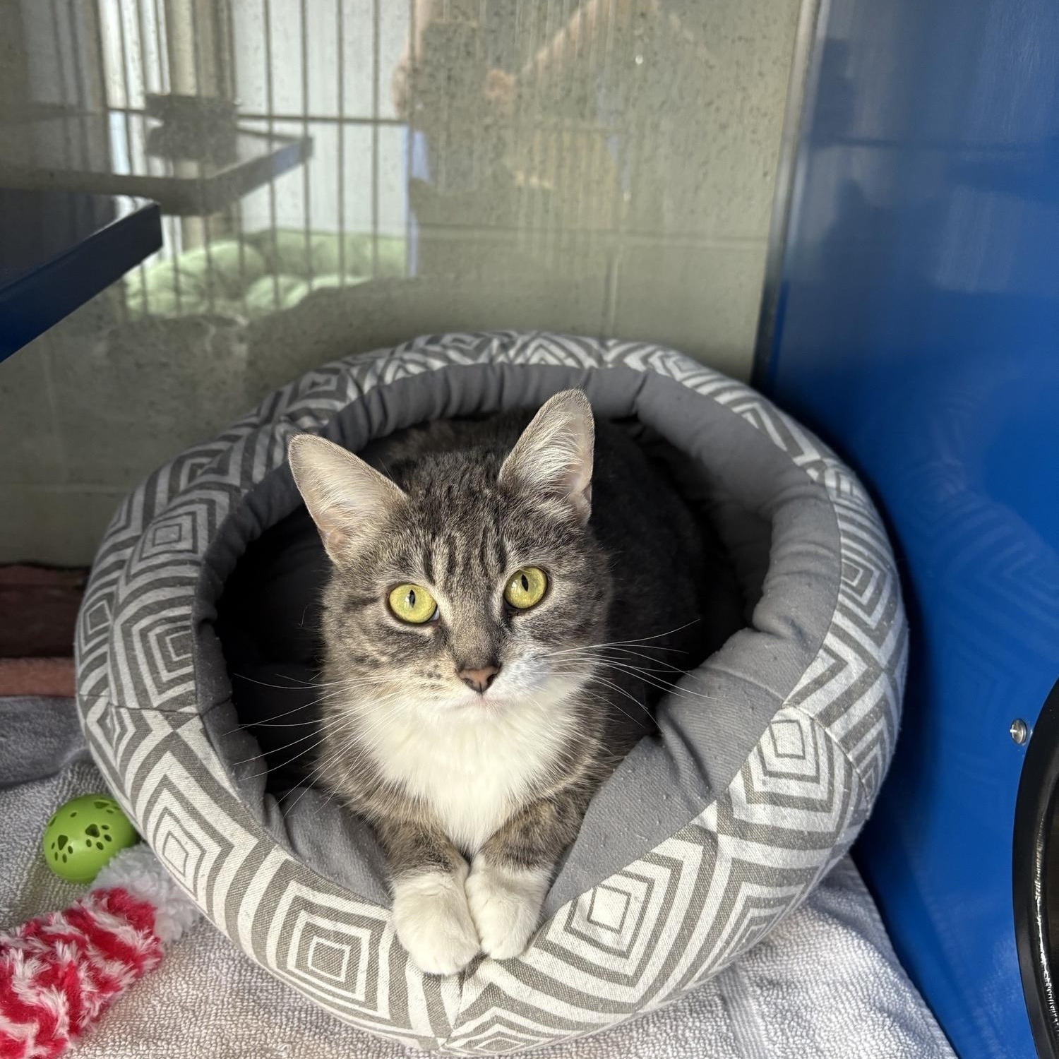 Enlarge Hershey , a ADOPTABLE Domestic Short Hair in Caledon, ON image 2/5