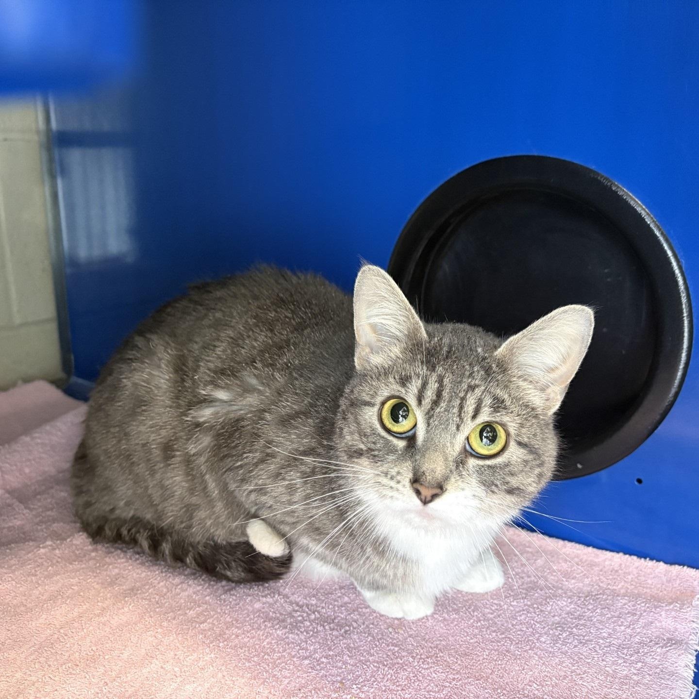 Enlarge Hershey , a ADOPTABLE Domestic Short Hair in Caledon, ON image 3/5