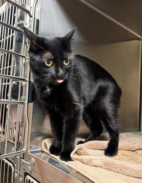 Enlarge Malibu, a Adoptable mixed breed in Great Falls, MT image 1/1