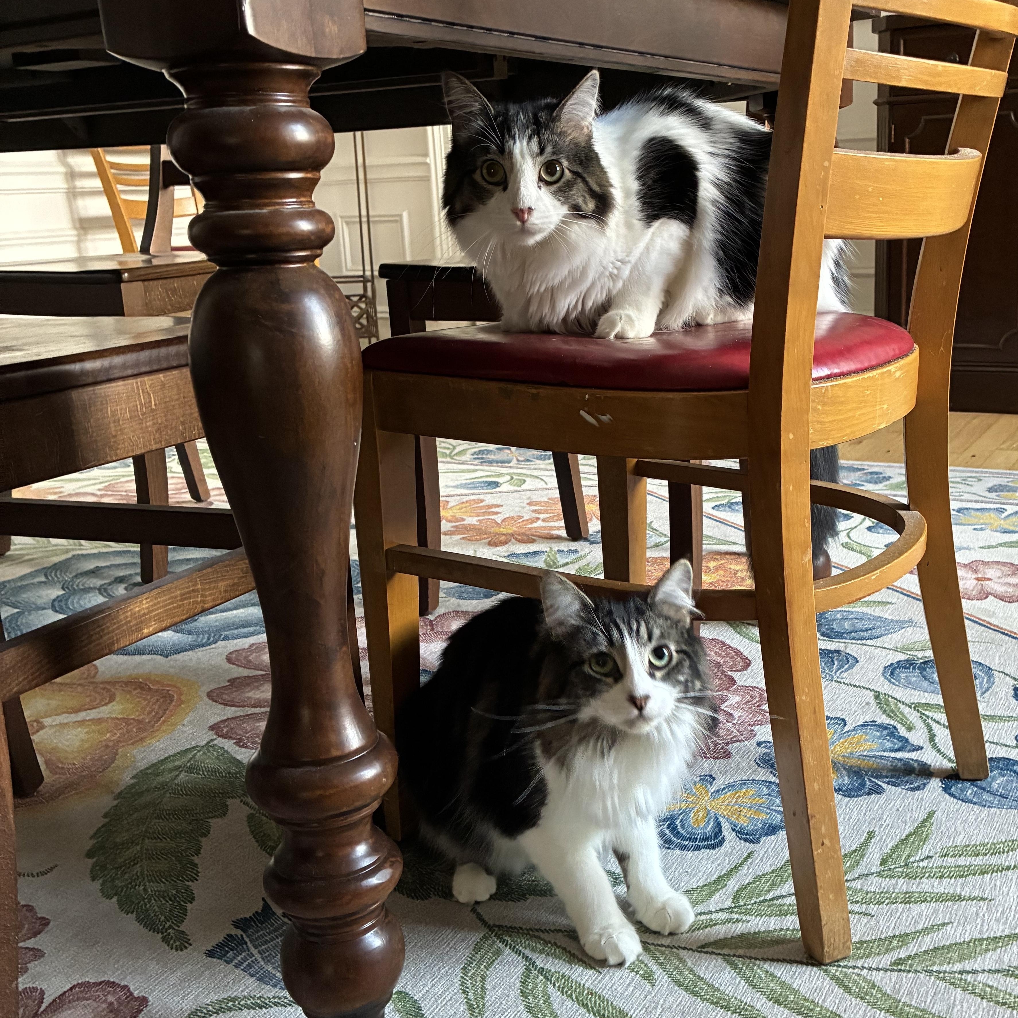 Misty, Adoptable, Young Female Domestic Medium Hair.