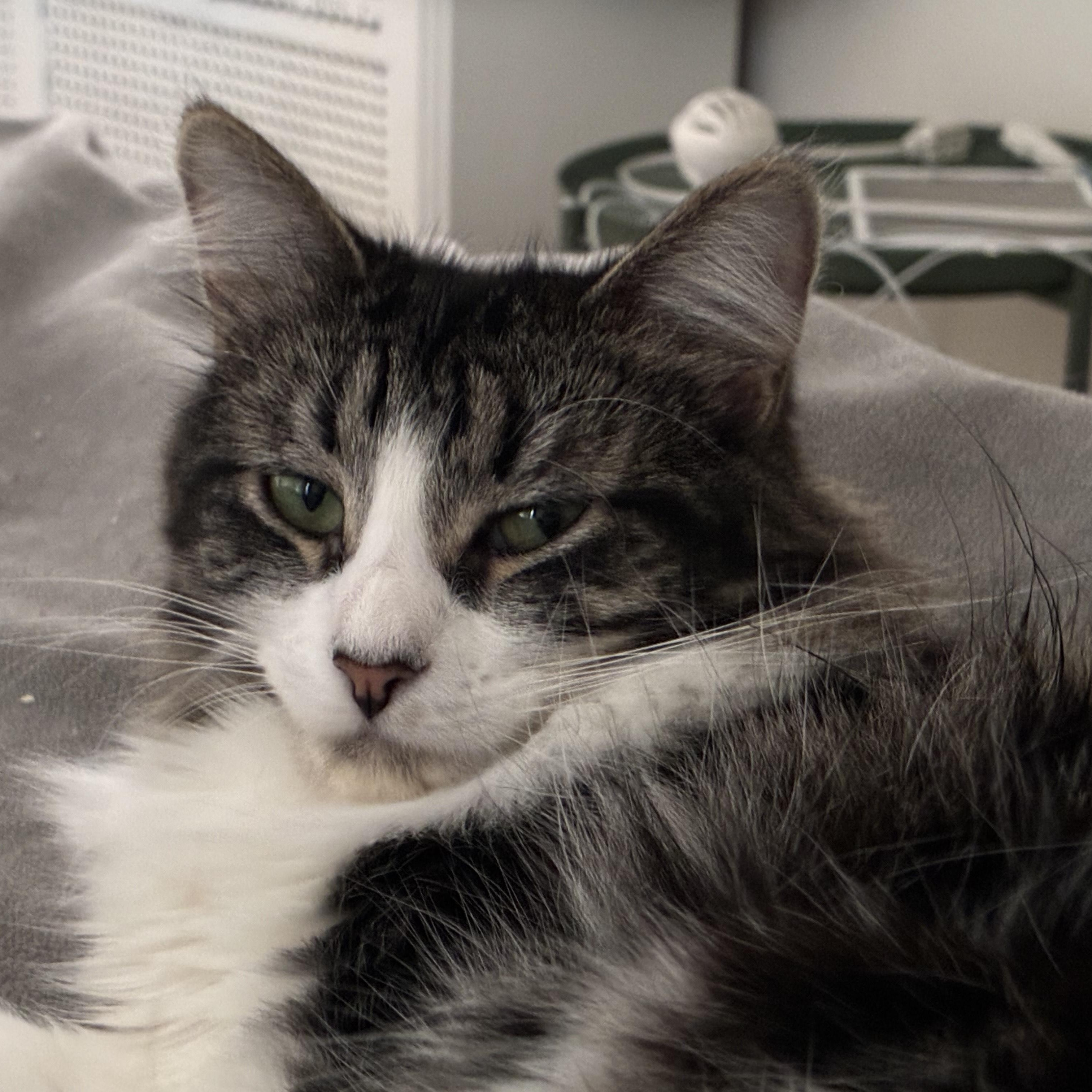 Misty, a Adoptable mixed breed in Chicago, IL image 2/2