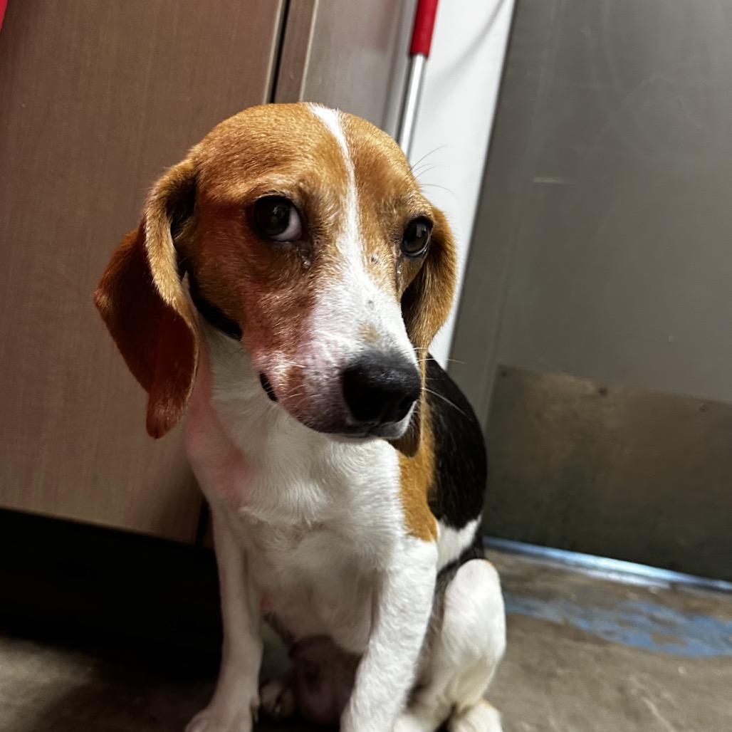 Cheerios, Adoptable, Adult Female Beagle & Mixed Breed.