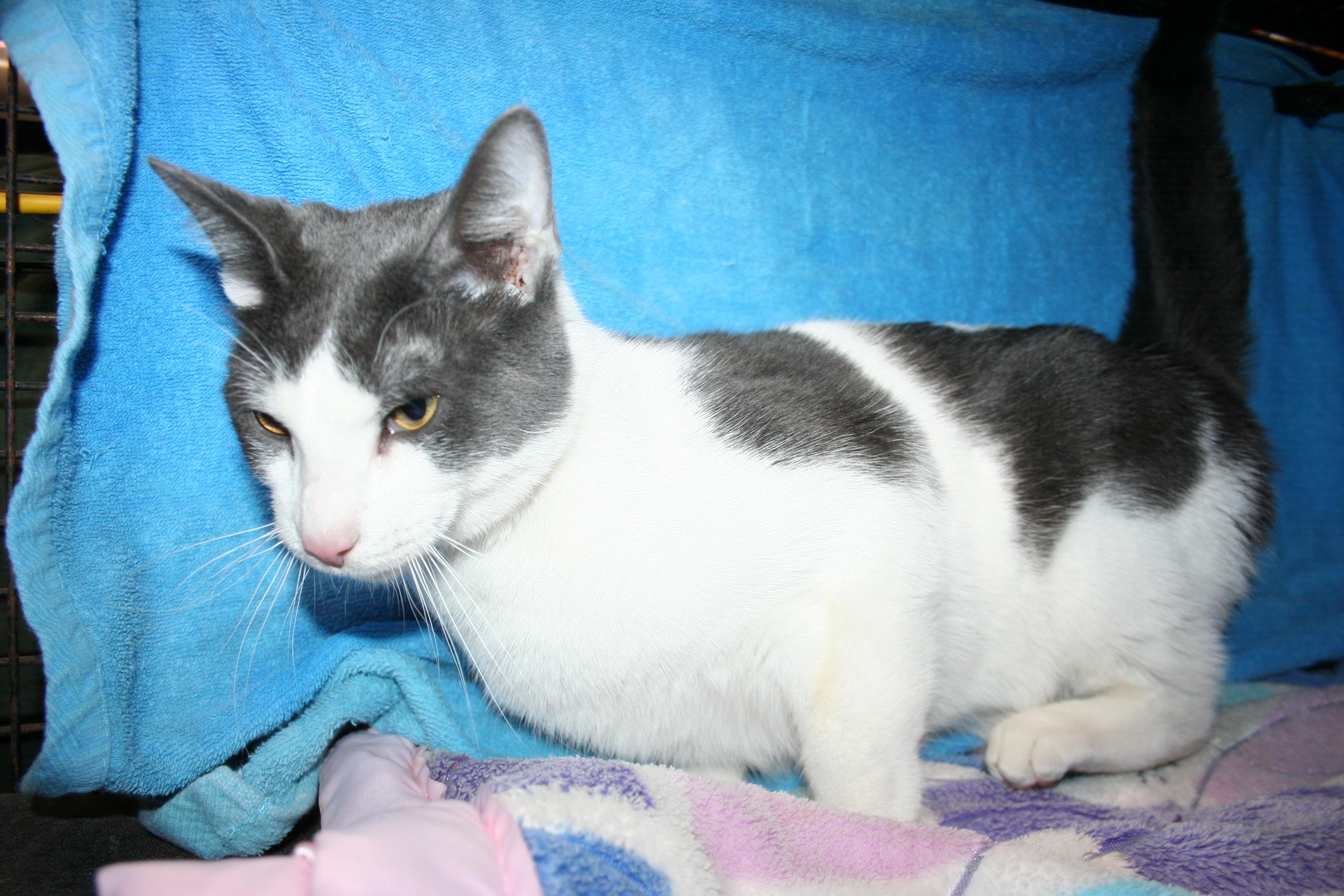 Enlarge Gilbert, an adopted mixed breed in Howell, MI image 2/4