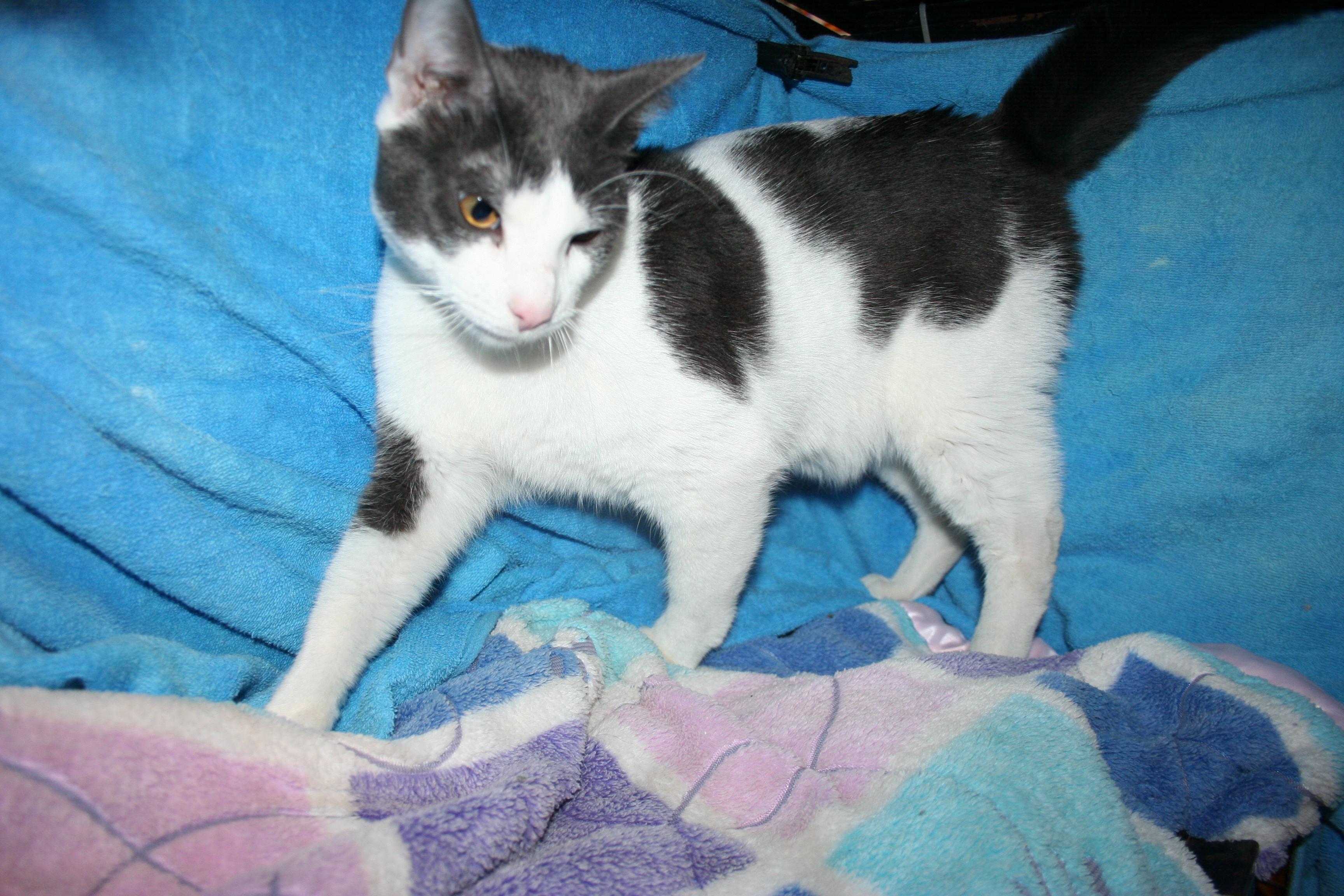 Enlarge Gilbert, an adopted mixed breed in Howell, MI image 4/4