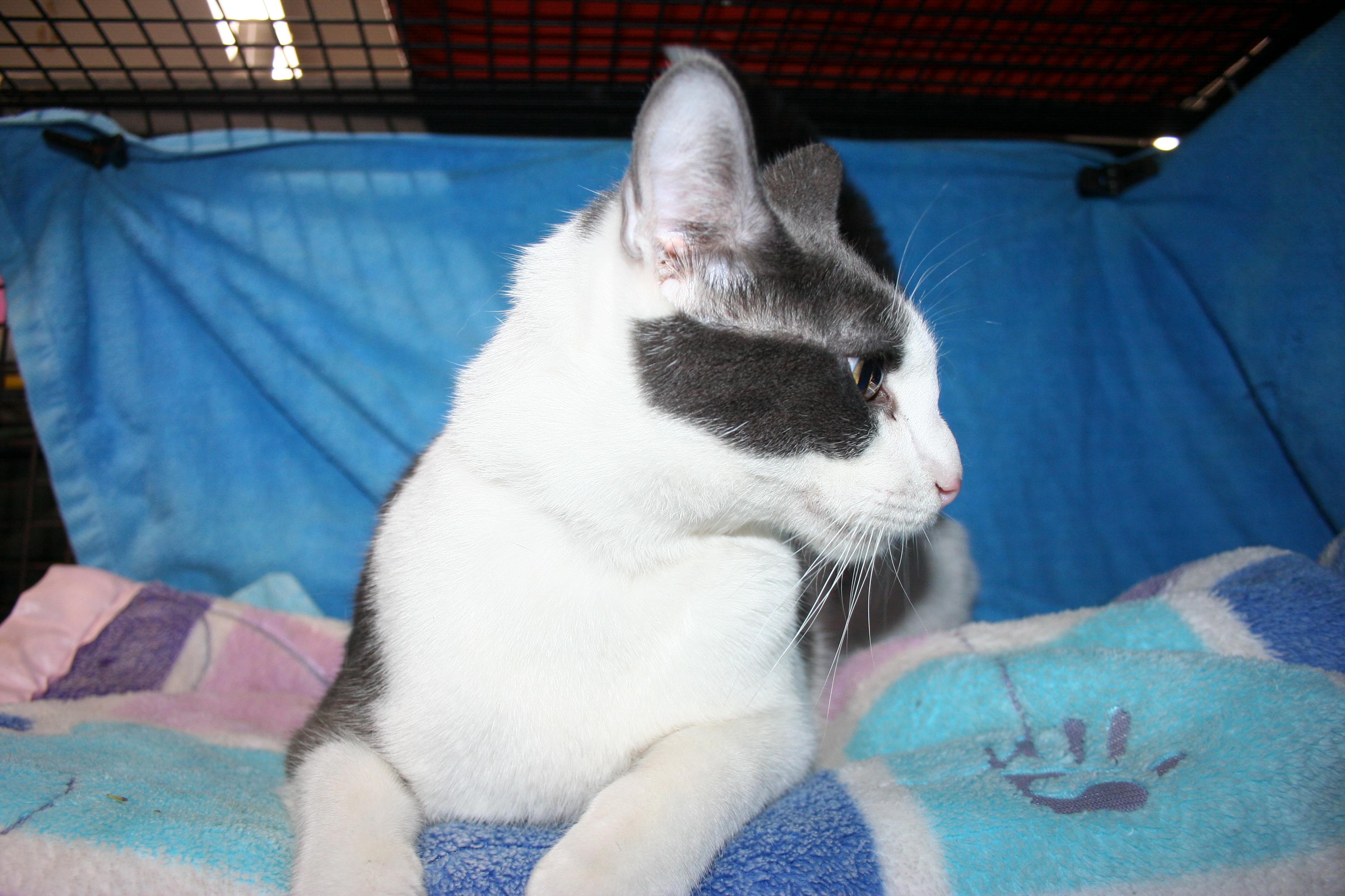 Enlarge Gilbert, an adopted mixed breed in Howell, MI image 3/4