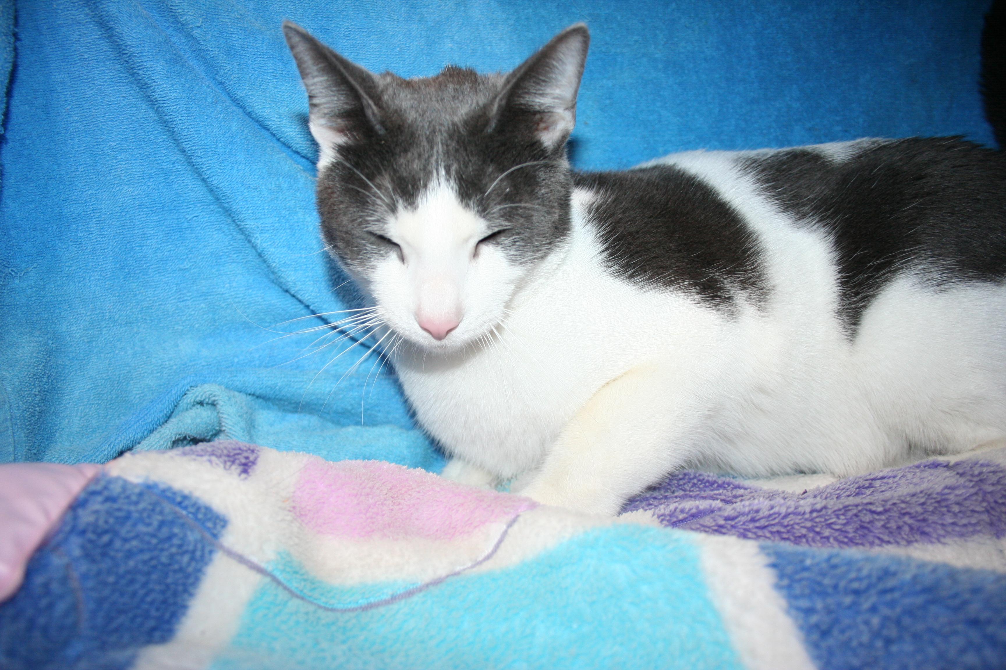 Enlarge Gilbert, an adopted mixed breed in Howell, MI image 1/4