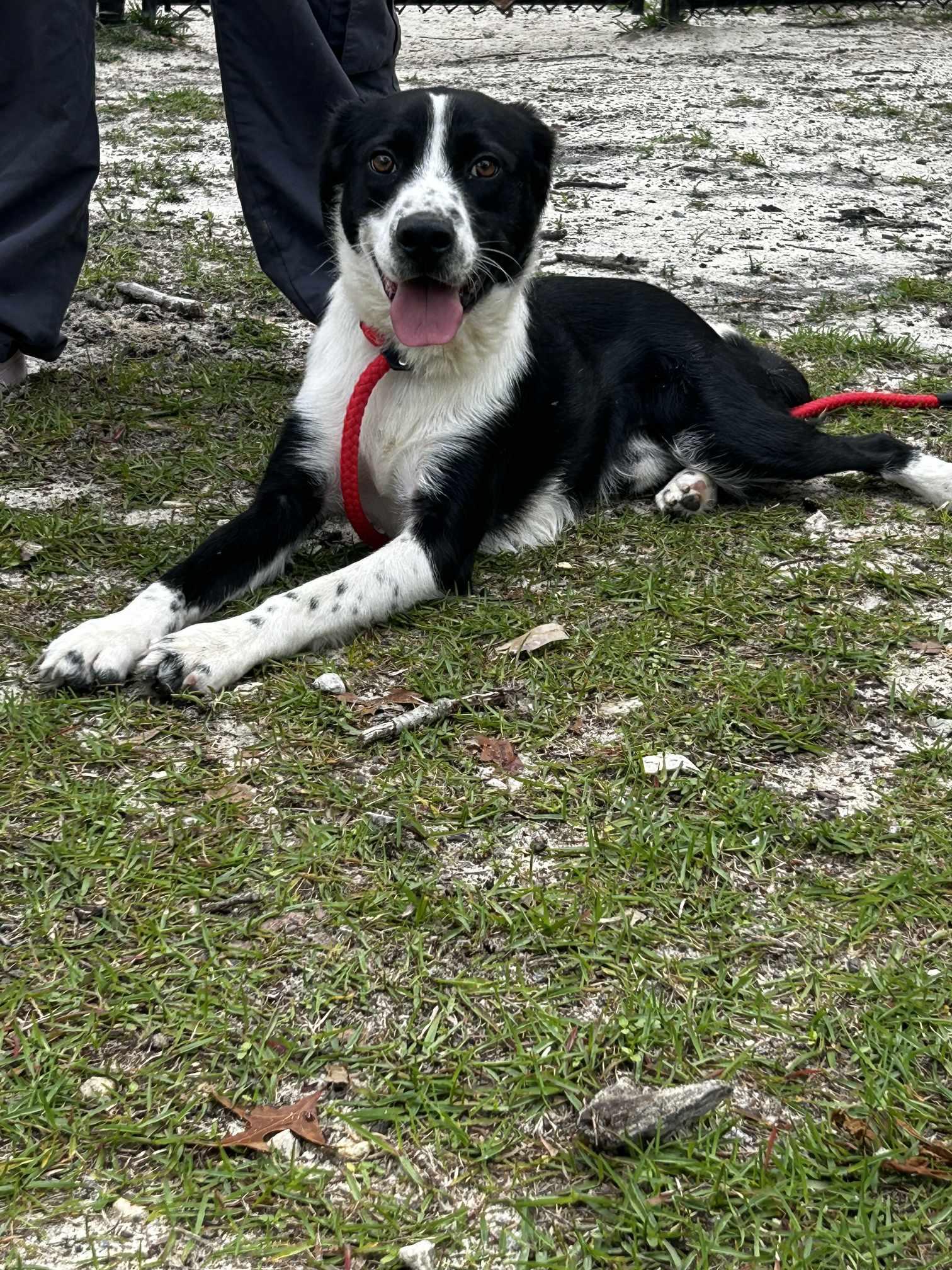 Scout