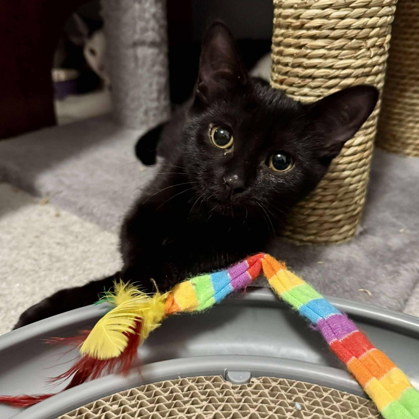 Enlarge Ruby, a Adoptable Domestic Short Hair in Munster, ON image 2/6