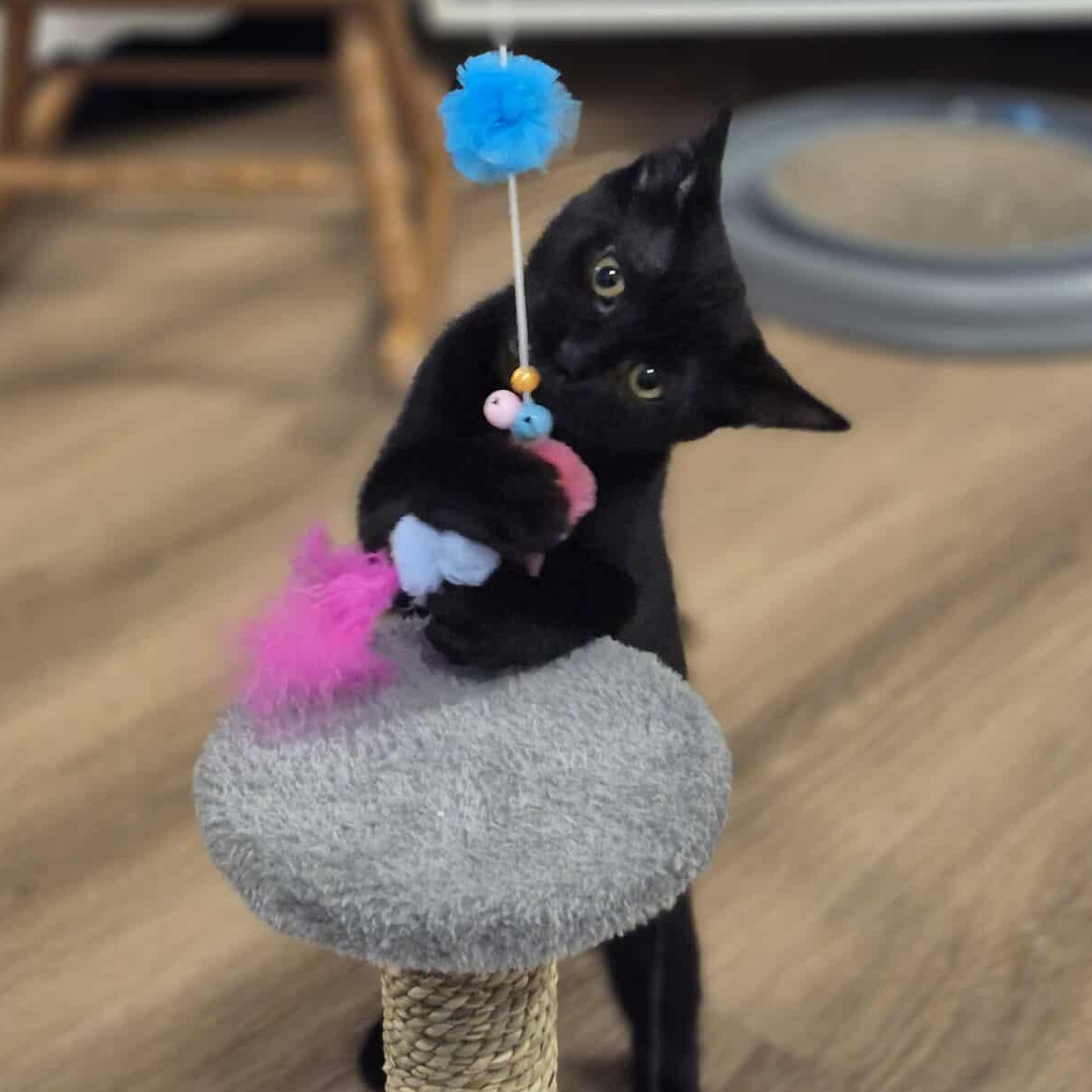 Enlarge Ruby, a Adoptable Domestic Short Hair in Munster, ON image 6/6