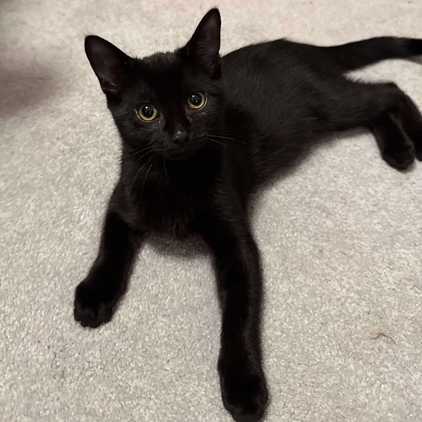 Enlarge Ruby, a Adoptable Domestic Short Hair in Munster, ON image 3/6