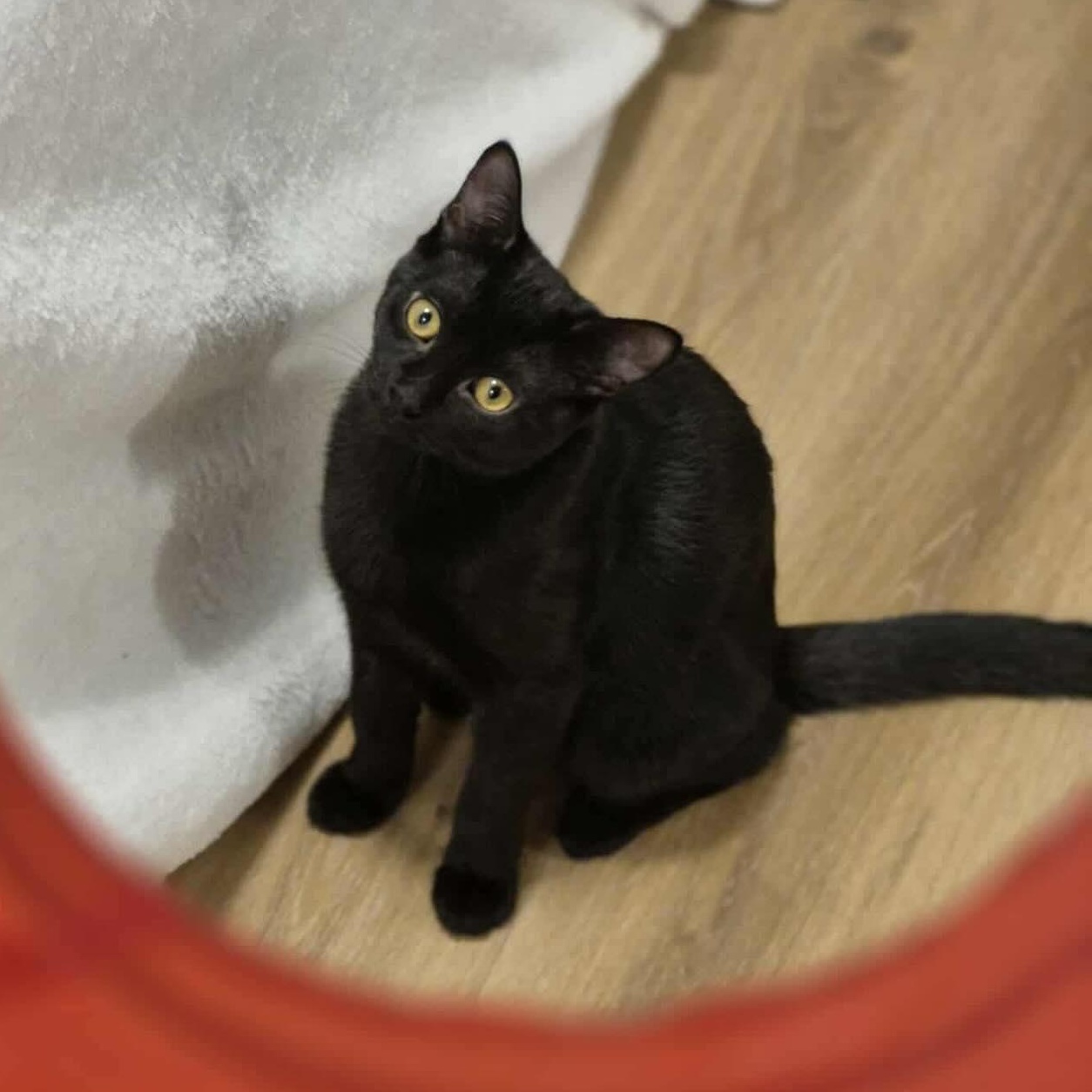 Enlarge Ruby, a Adoptable Domestic Short Hair in Munster, ON image 1/6