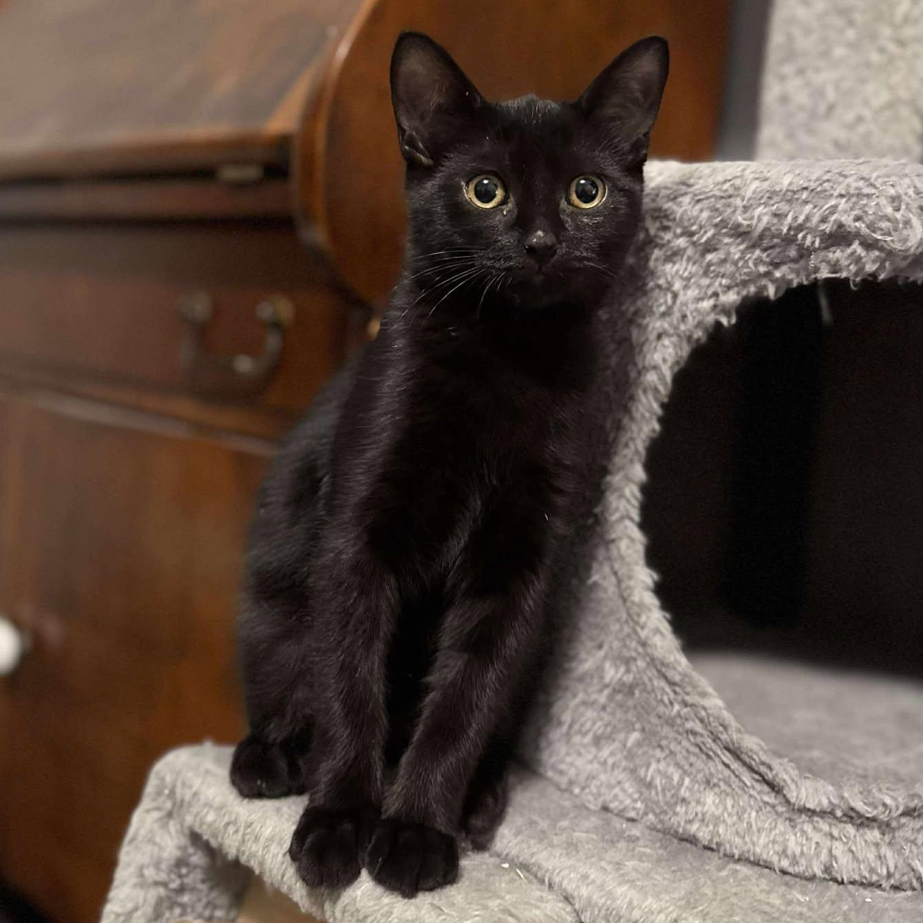 Enlarge Ruby, a Adoptable Domestic Short Hair in Munster, ON image 4/6