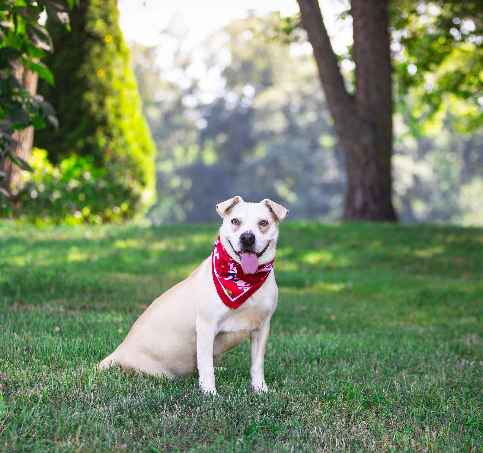 Iris, a Adoptable Labrador Retriever in Coatesville, PA image 1/3