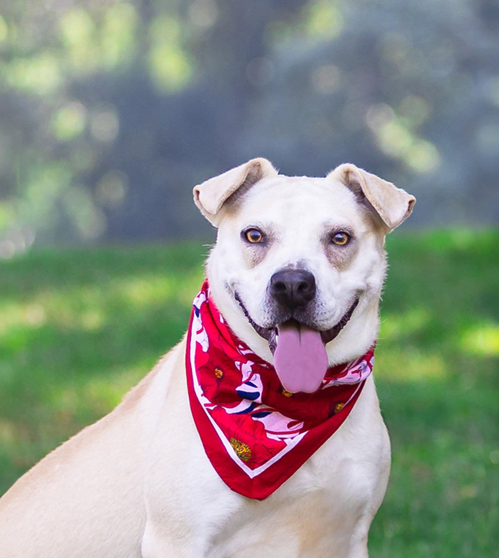 Iris, a Adoptable Labrador Retriever in Coatesville, PA image 2/3