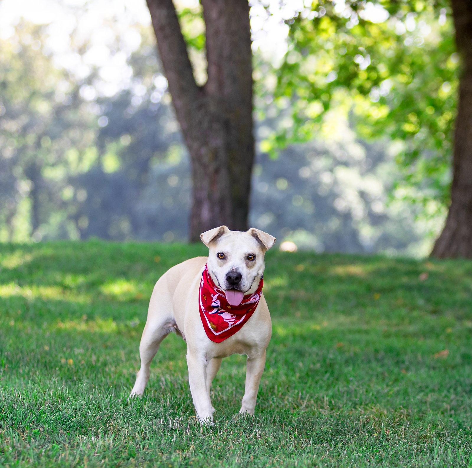 Iris, a Adoptable Labrador Retriever in Coatesville, PA image 3/3