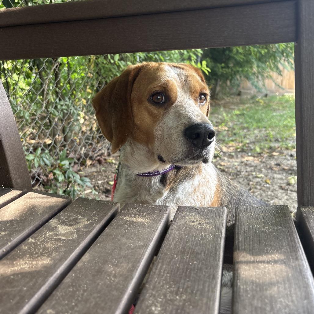 Indy, Adoptable, Adult Male Beagle & Mixed Breed.