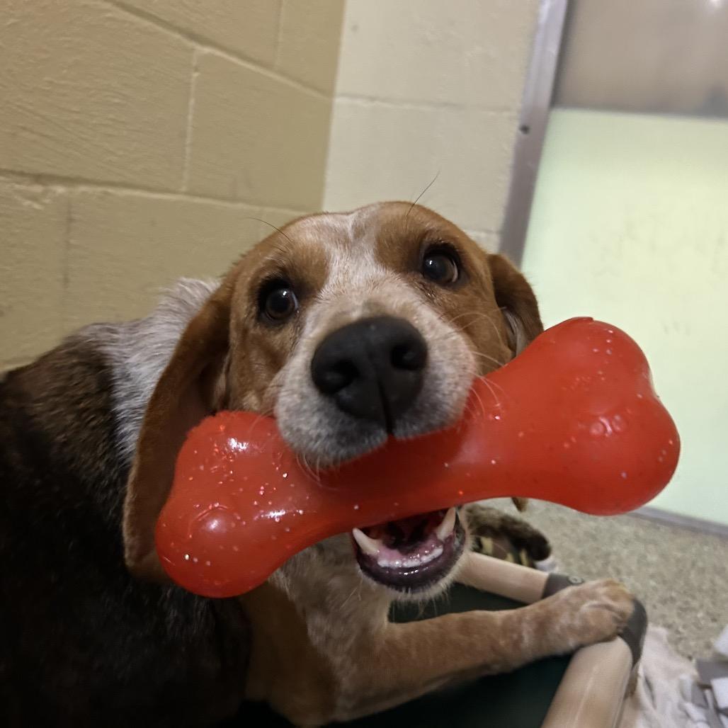 Indy, a Adoptable mixed breed in Pensacola, FL image 2/3