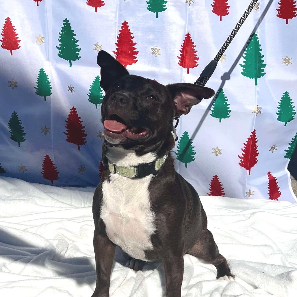 Minnie, Adoptable, Adult Female Dachshund & Terrier.