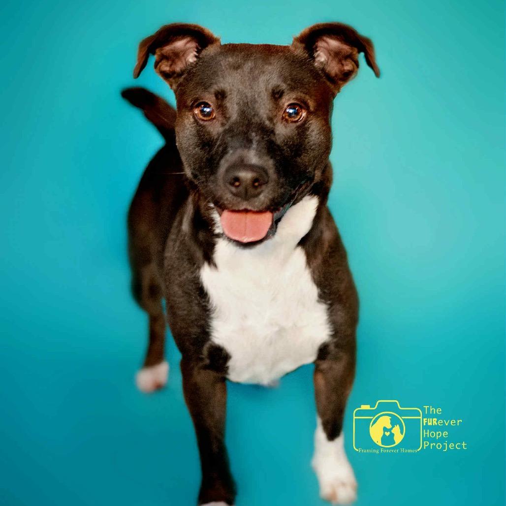 Minnie, a Adoptable mixed breed in Jacksonville, FL image 2/3