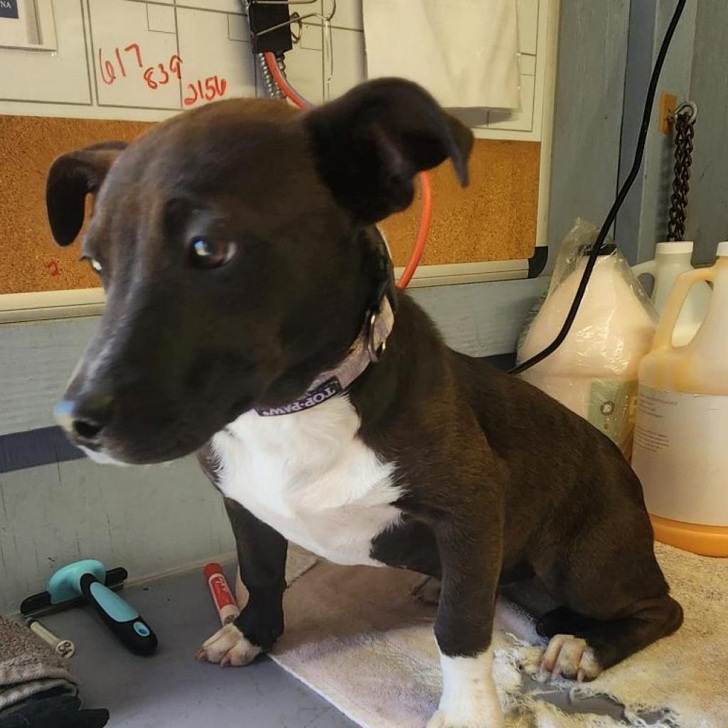 Minnie, a Adoptable mixed breed in Jacksonville, FL image 3/3